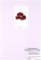 藏品(孔海膜科)的圖片